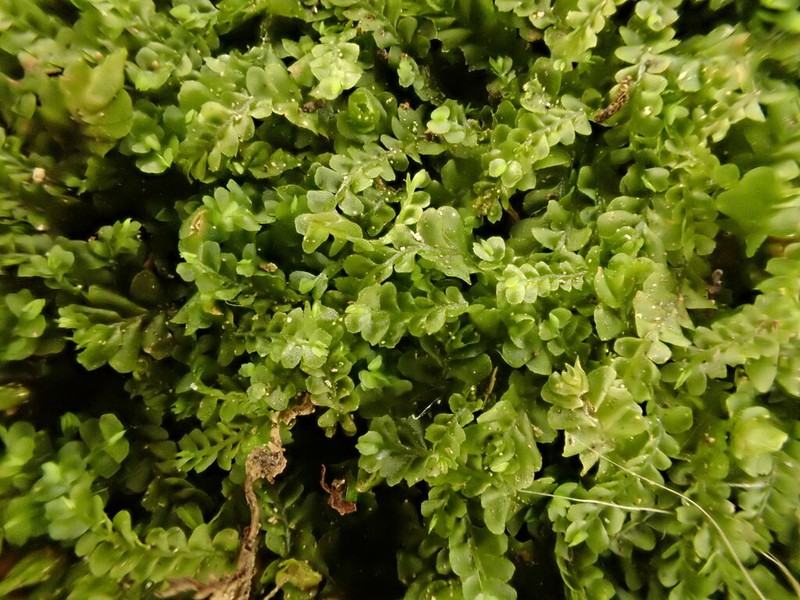 Pedinophyllum interruptum photo 4