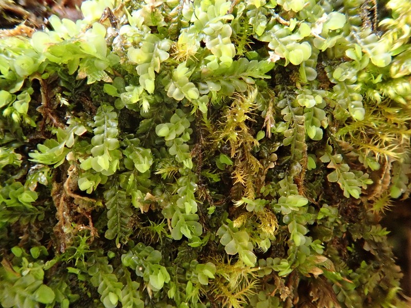 Pedinophyllum interruptum photo 5