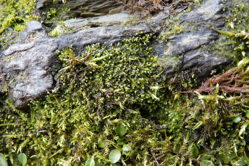 Pedinophyllum interruptum photo 6