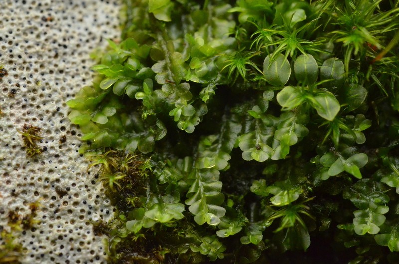 Pedinophyllum interruptum photo 7