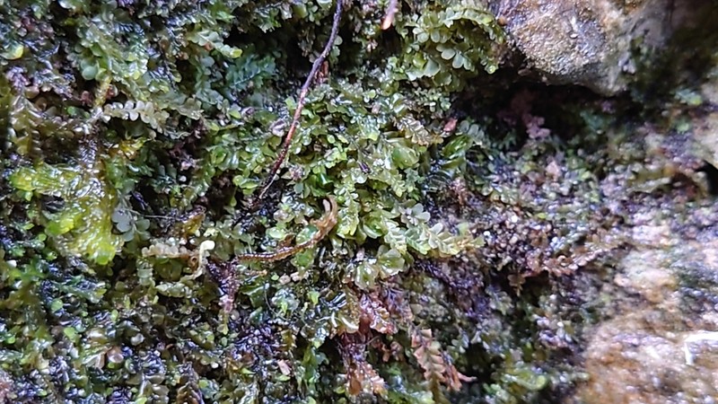 Pedinophyllum interruptum photo 8