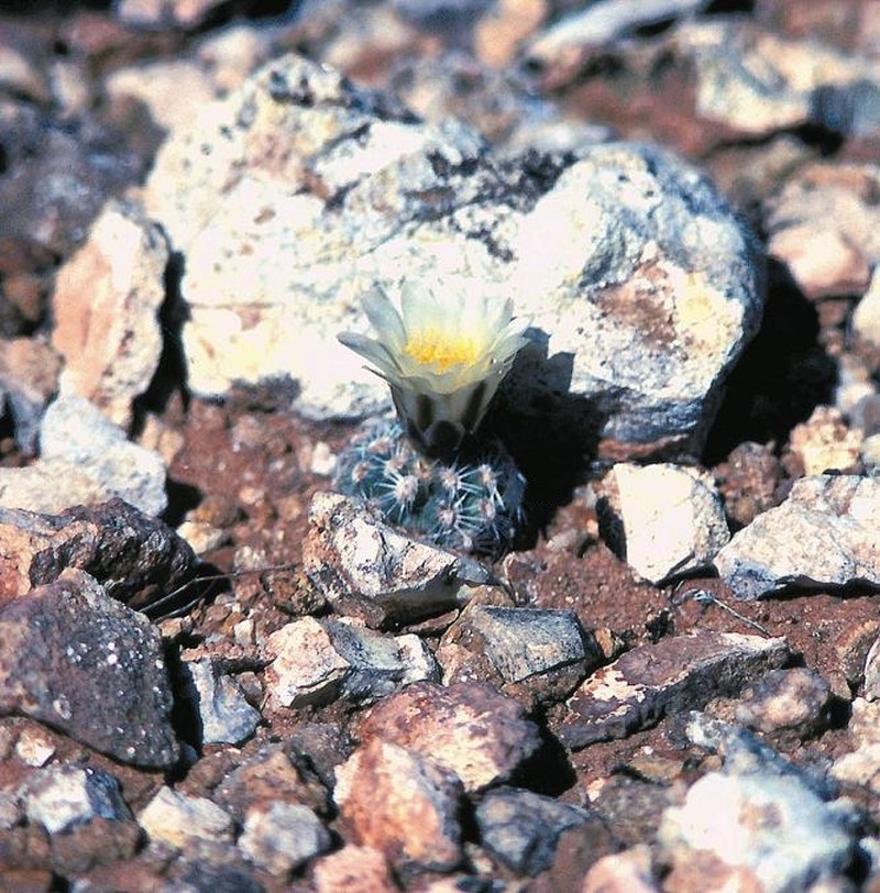 Brady's Pincushion Cactus photo 3