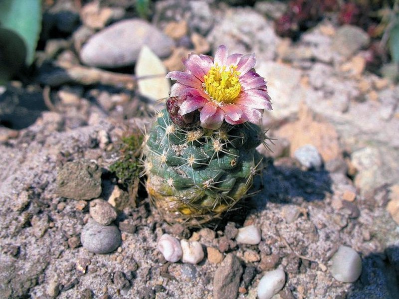 Brady's Pincushion Cactus photo 4