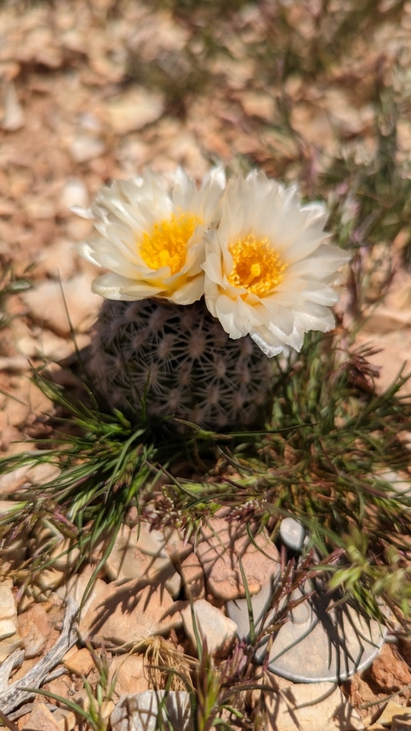 Brady's Pincushion Cactus photo 4