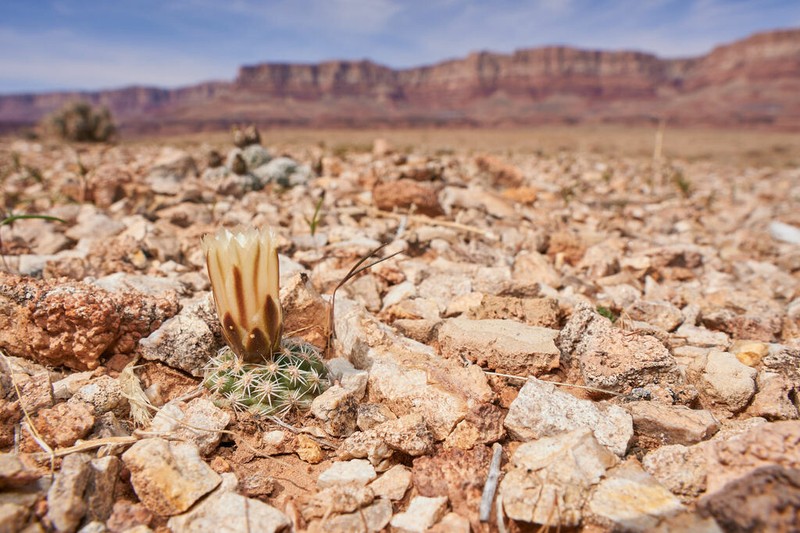 Brady's Pincushion Cactus photo 5
