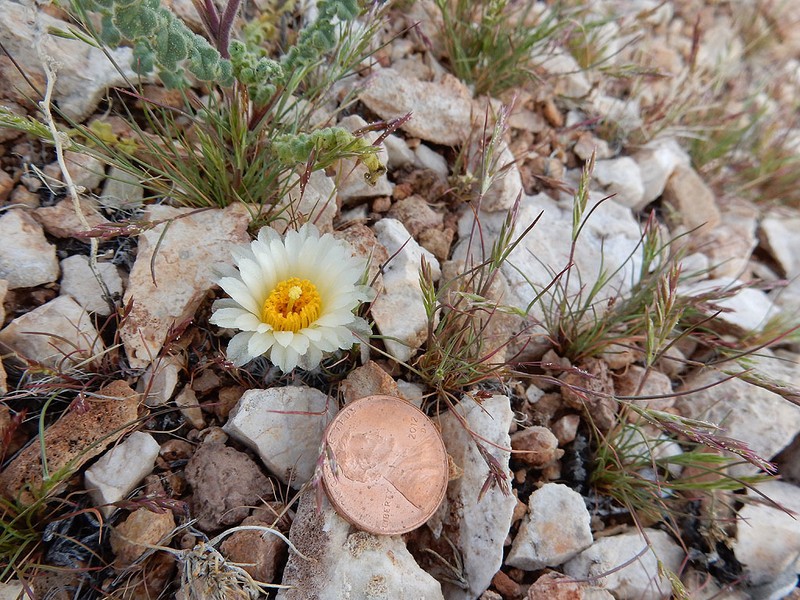 Brady's Pincushion Cactus photo 6