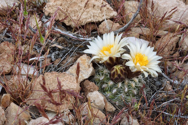 Brady's Pincushion Cactus photo 7