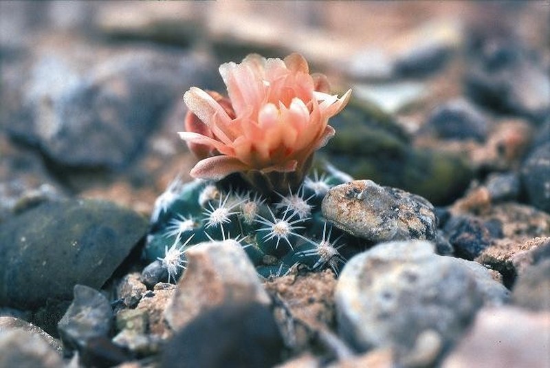 Despain's Pincushion Cactus