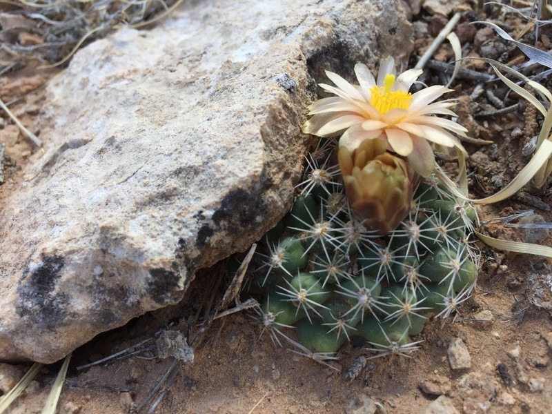 Despain's Pincushion Cactus photo 2