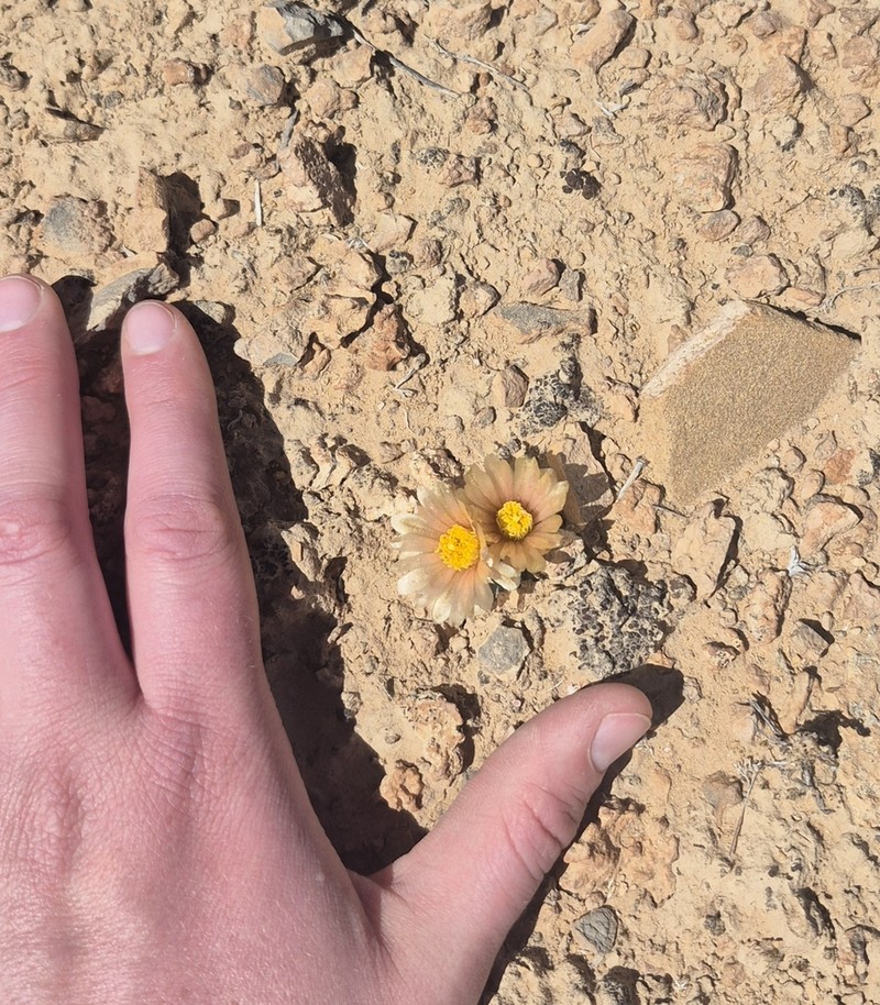 Despain's Pincushion Cactus photo 3