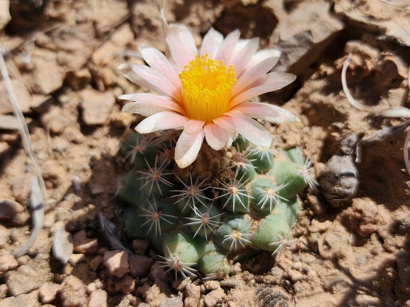 Despain's Pincushion Cactus photo 4