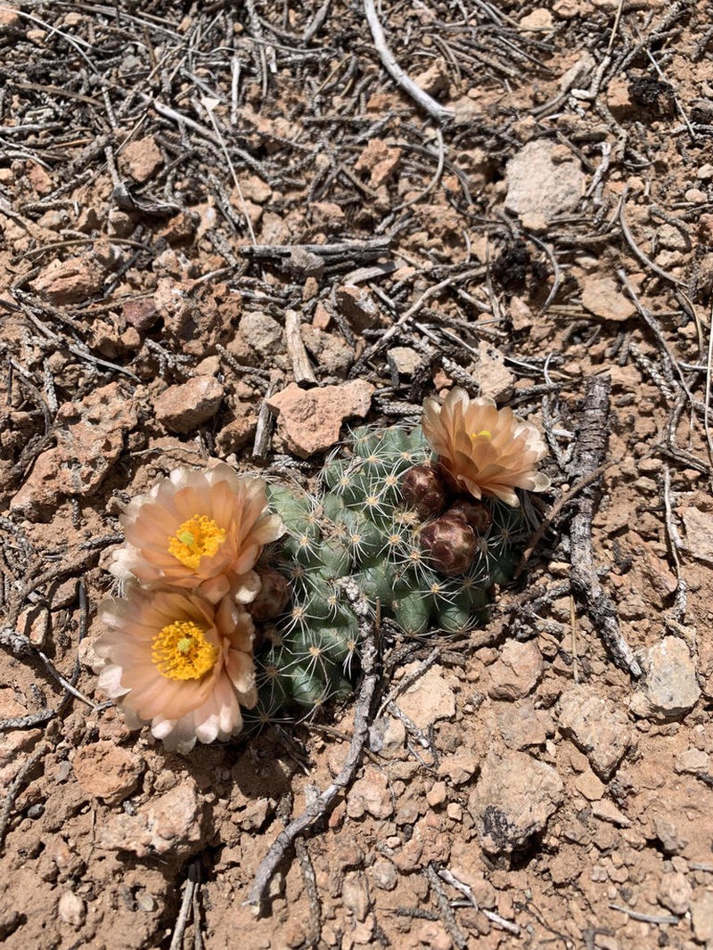Despain's Pincushion Cactus photo 5