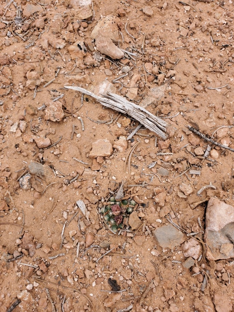 Despain's Pincushion Cactus photo 6
