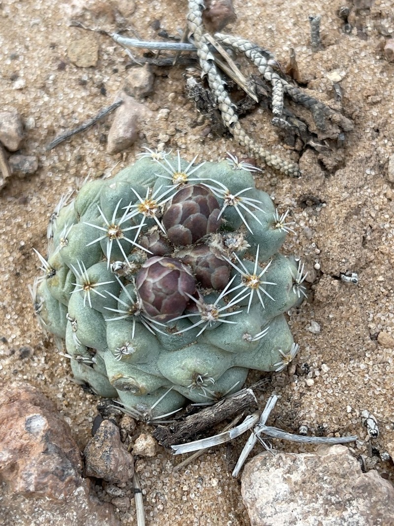 Despain's Pincushion Cactus photo 7