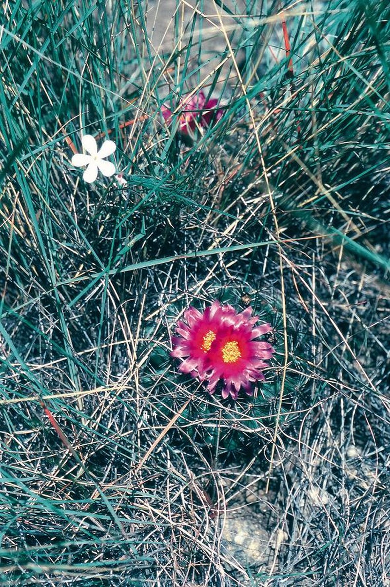 Pediocactus indranus