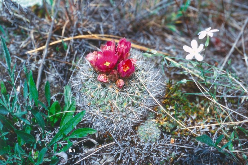 Pediocactus indranus photo 2