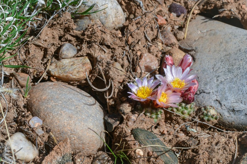 Knowlton's Miniature Cactus photo 2