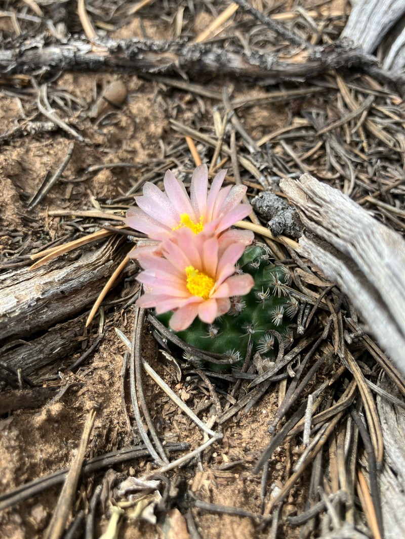 Knowlton's Miniature Cactus photo 3
