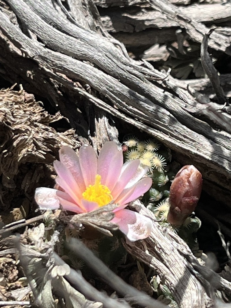 Knowlton's Miniature Cactus photo 4