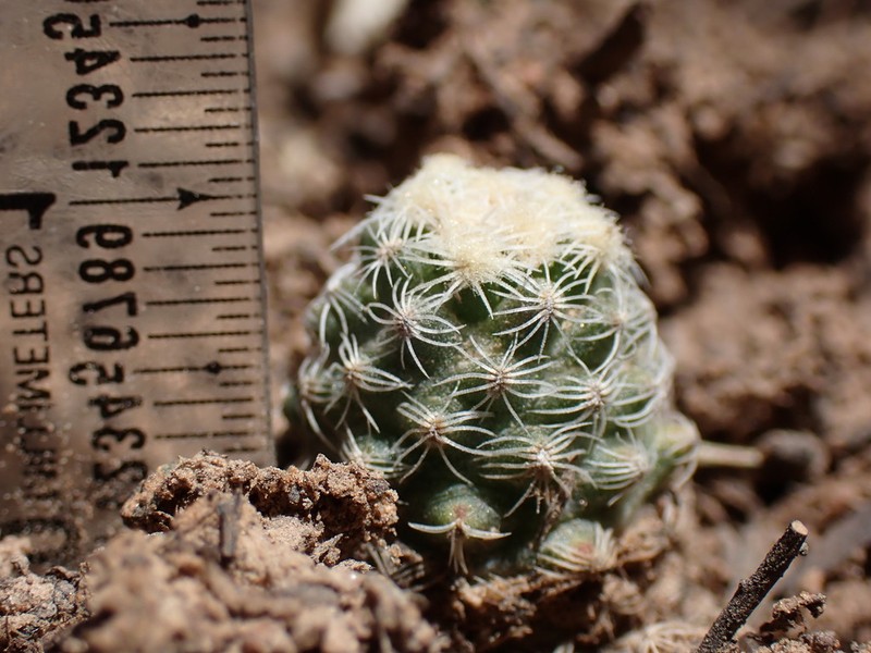 Knowlton's Miniature Cactus photo 5