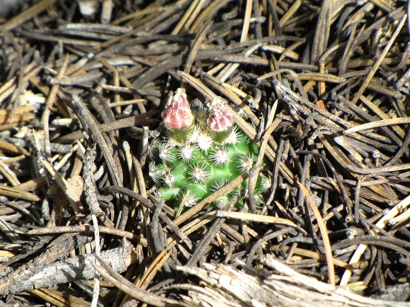 Knowlton's Miniature Cactus photo 6