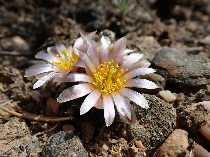 Knowlton's Miniature Cactus photo 7