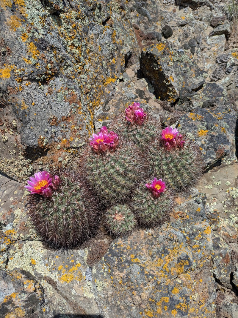 Snowball Cactus photo 2