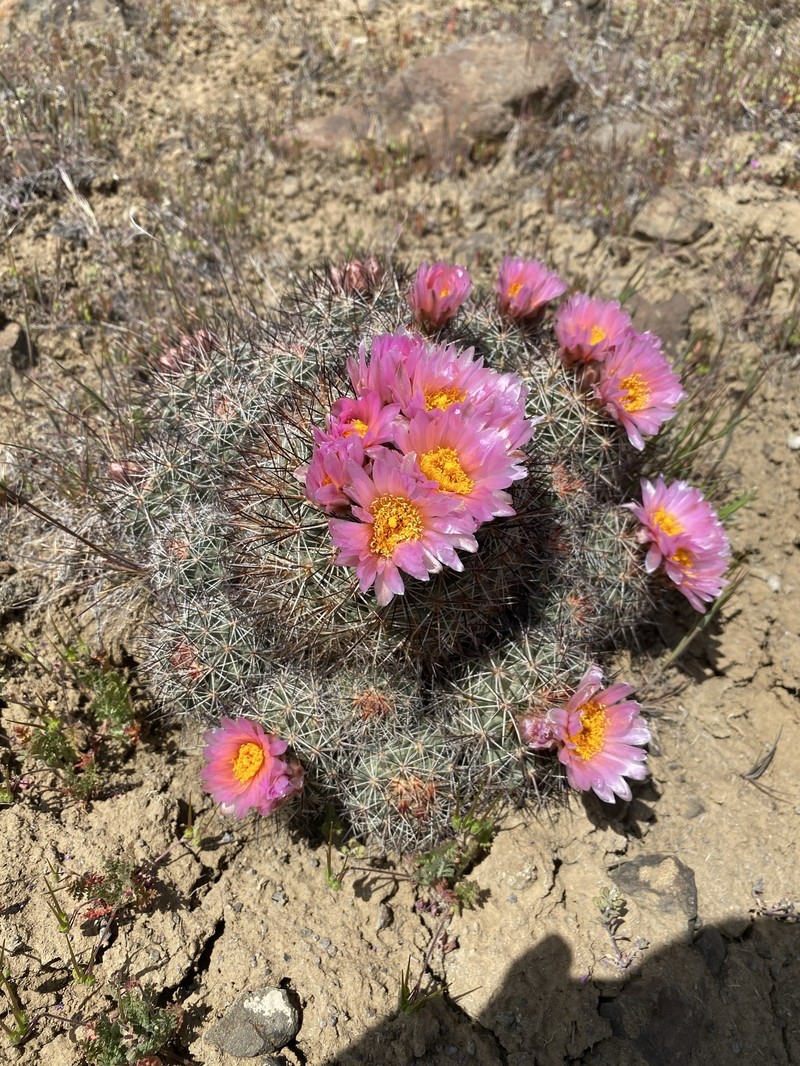 Snowball Cactus