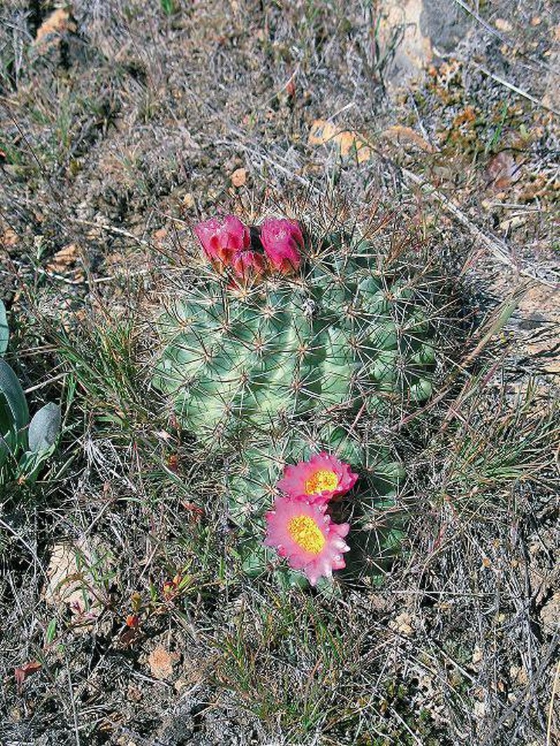 Snowball Cactus photo 4