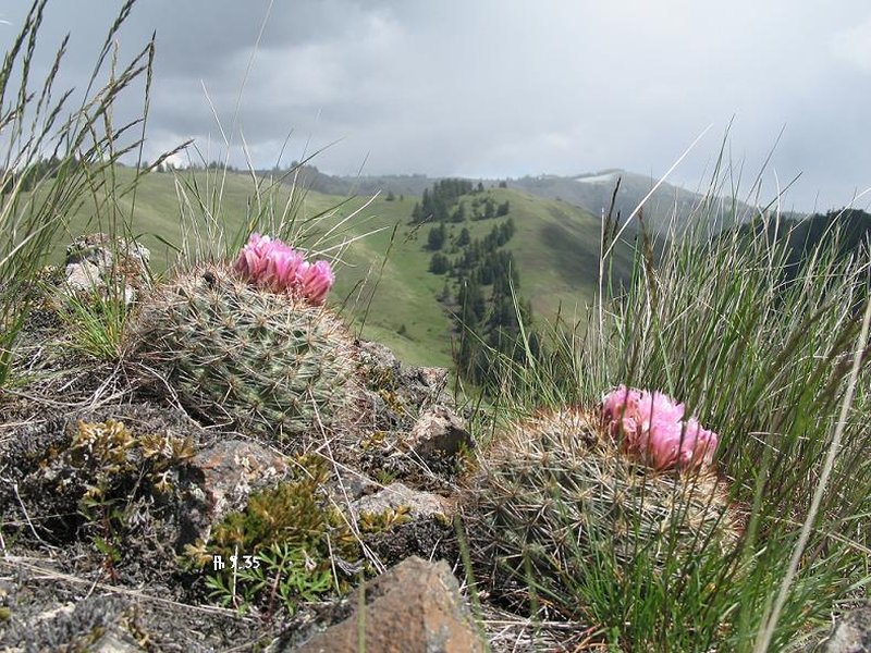 Snowball Cactus photo 5