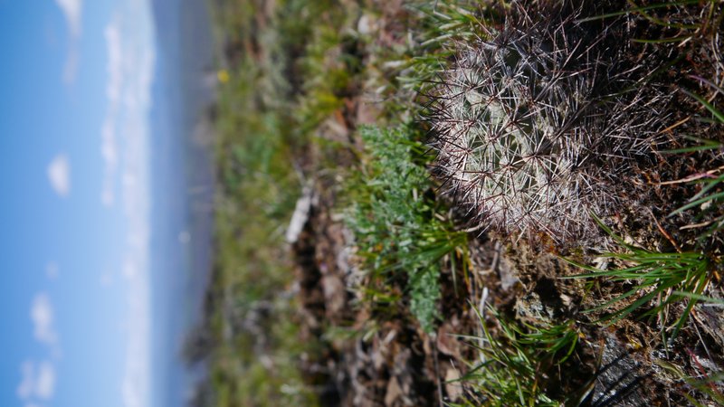 Snowball Cactus photo 7