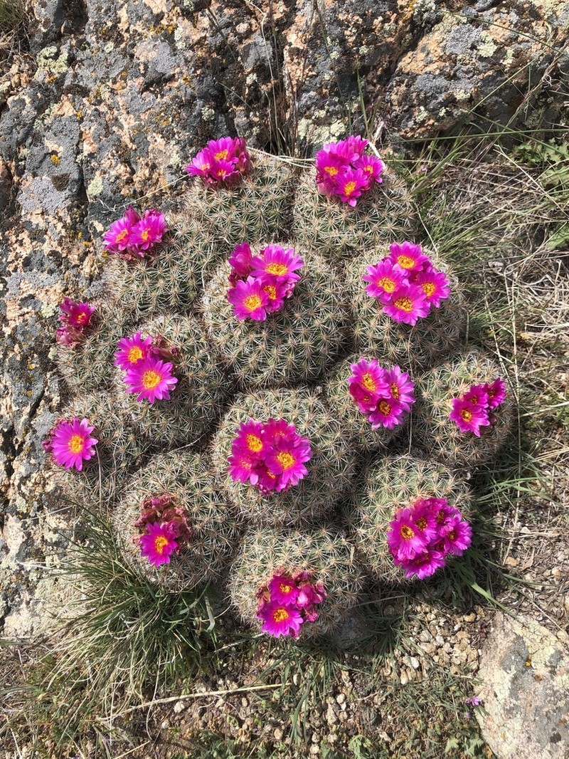Snowball Cactus photo 7