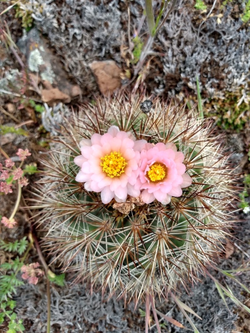 Snowball Cactus photo 8