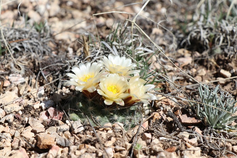 Kaibab Pincushion Cactus