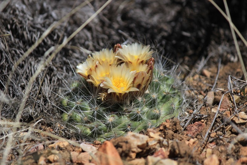 Kaibab Pincushion Cactus photo 2
