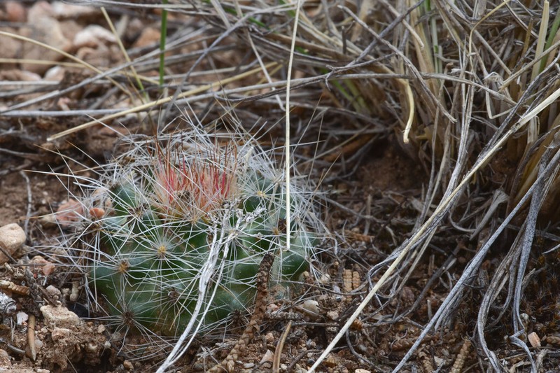 Kaibab Pincushion Cactus photo 3