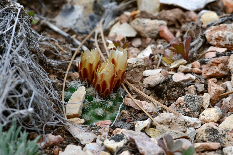 Kaibab Pincushion Cactus photo 4