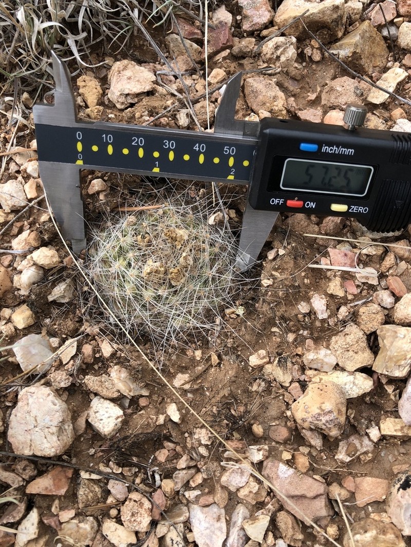 Kaibab Pincushion Cactus photo 5