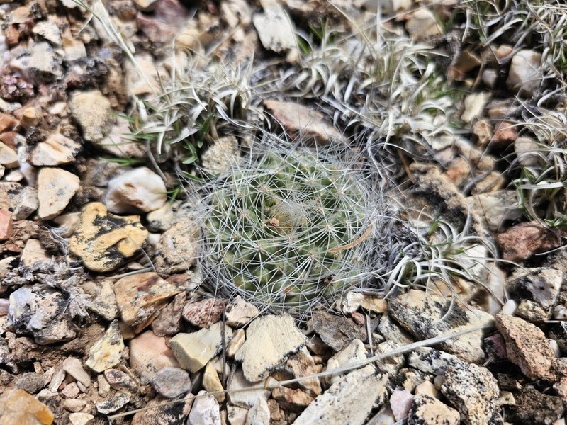 Kaibab Pincushion Cactus photo 6