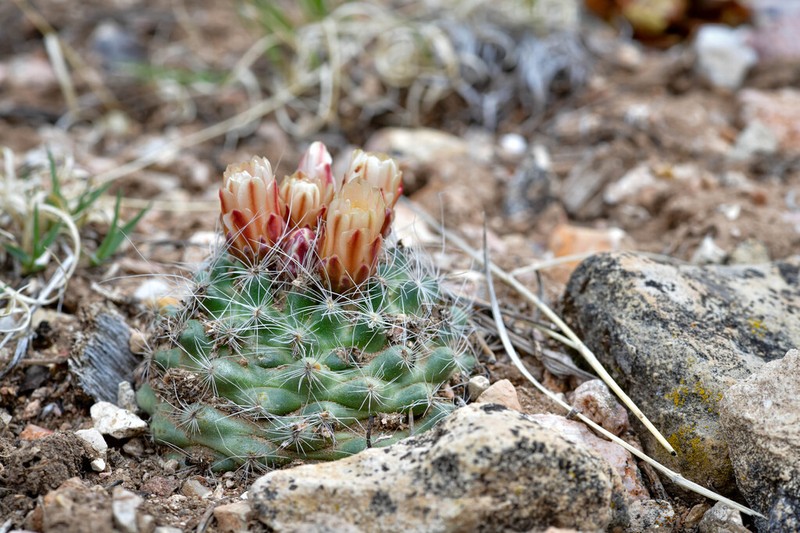 Kaibab Pincushion Cactus photo 7
