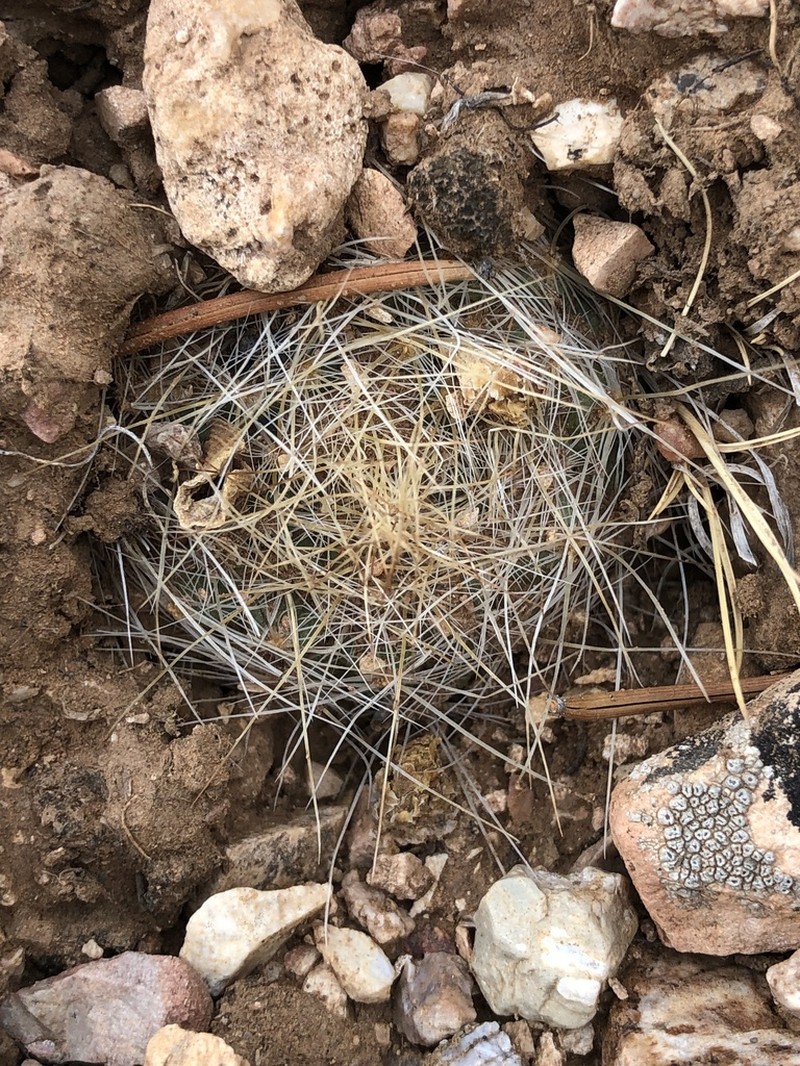 Kaibab Pincushion Cactus photo 8
