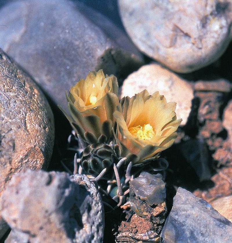 Navajo Pincushion Cactus photo 2