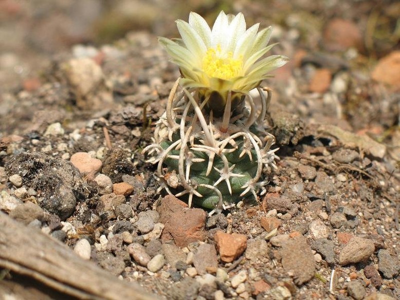 Navajo Pincushion Cactus photo 3