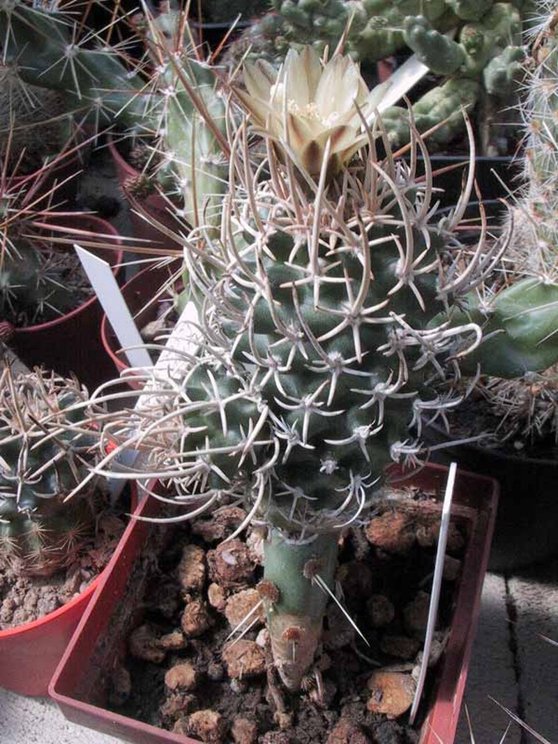 Navajo Pincushion Cactus photo 4