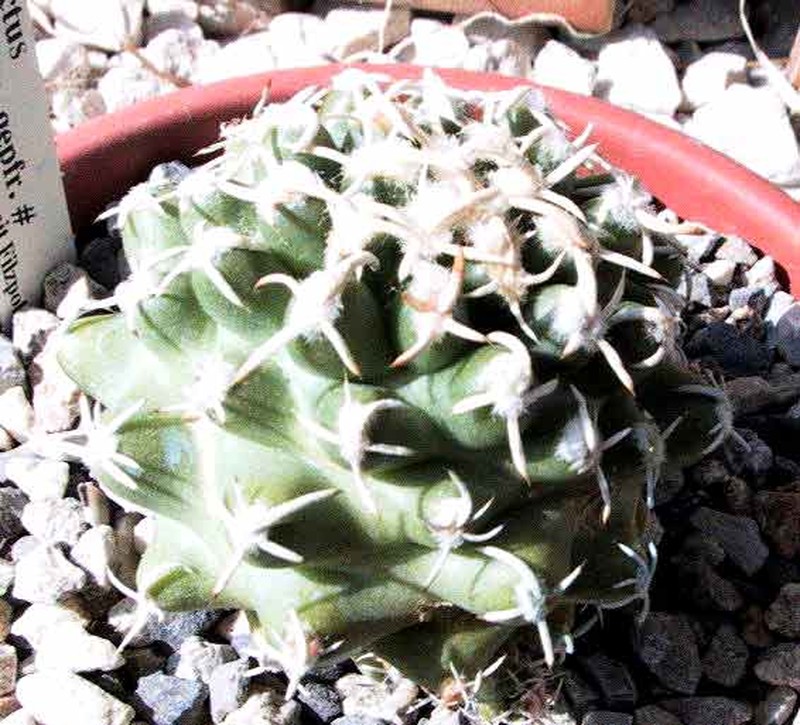 Navajo Pincushion Cactus photo 5