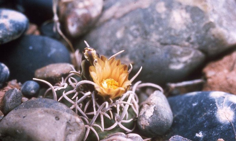 Navajo Pincushion Cactus