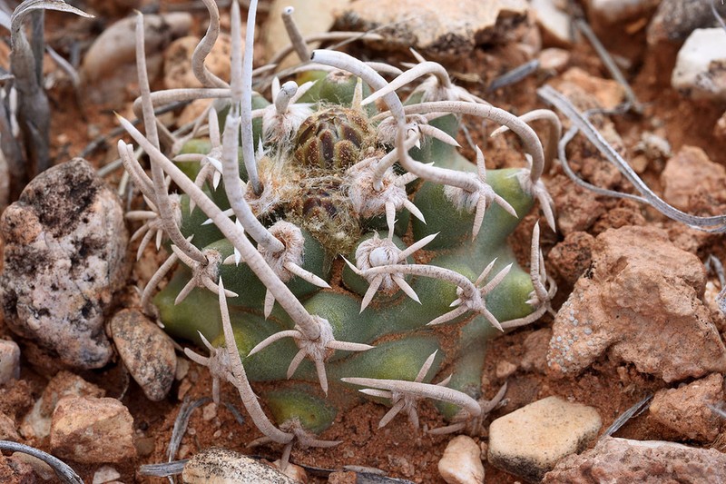 Navajo Pincushion Cactus