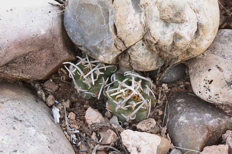 Navajo Pincushion Cactus photo 2