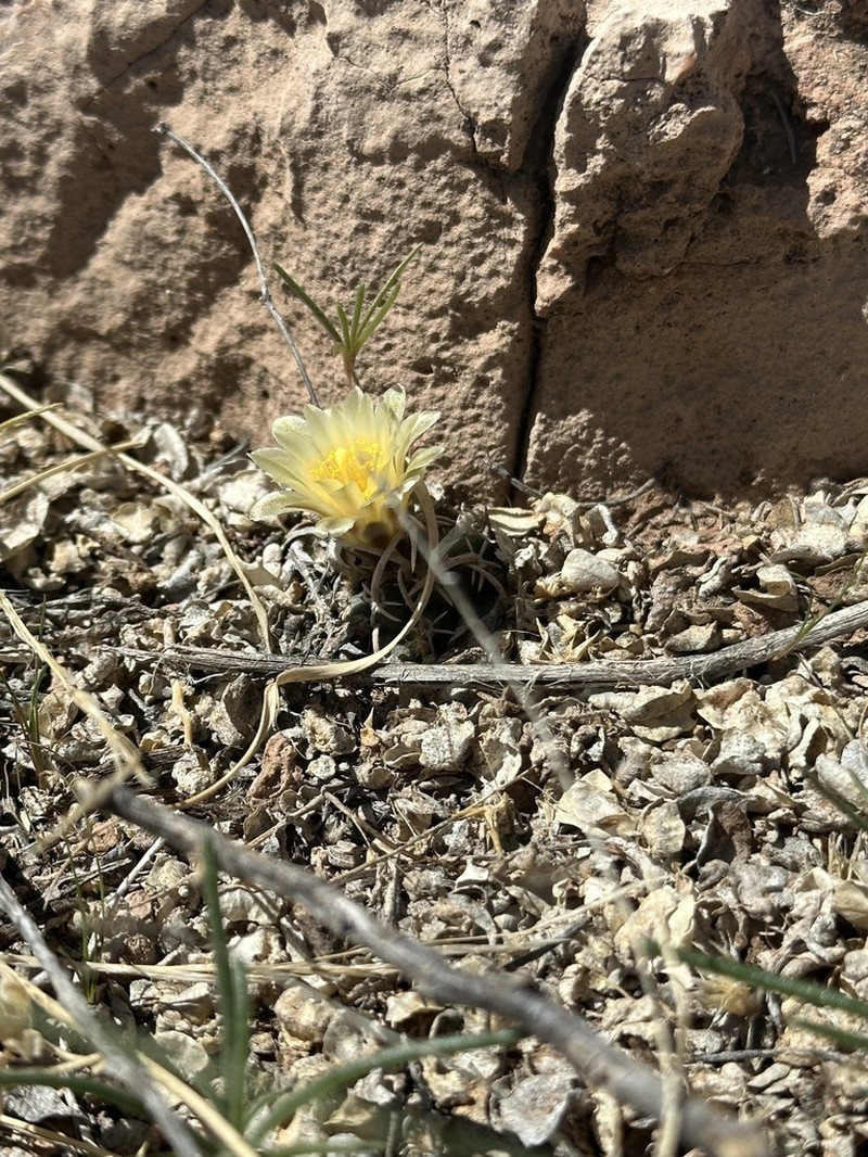 Navajo Pincushion Cactus photo 3