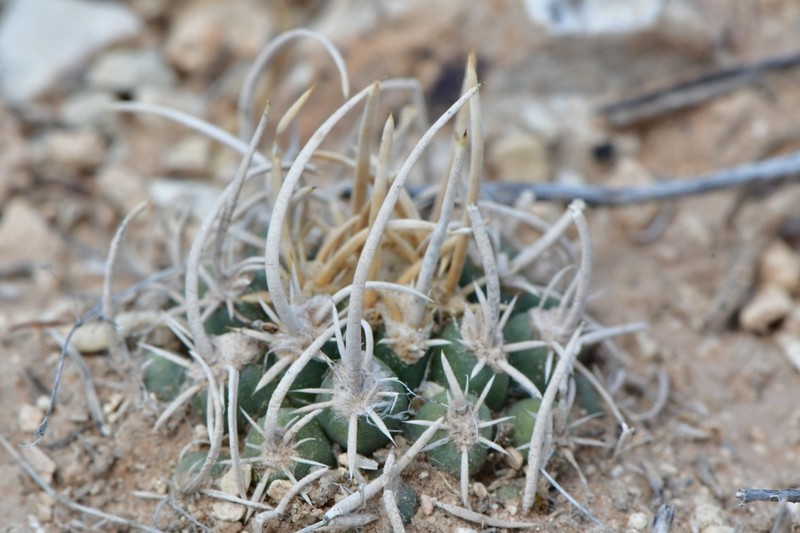 Navajo Pincushion Cactus photo 4
